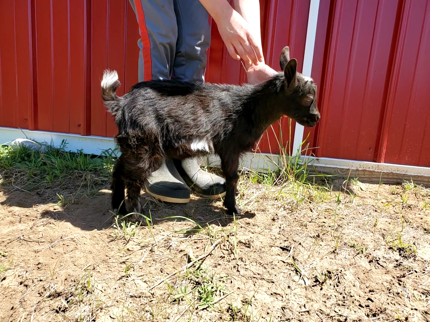 Jessie's Girl Wisconsin nigerian dwarf doeling organically raised