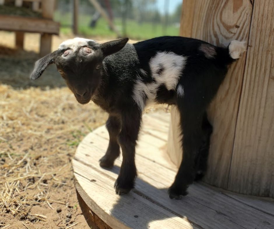 Mickey Organic nigerian dwarf wether in Wisconsin