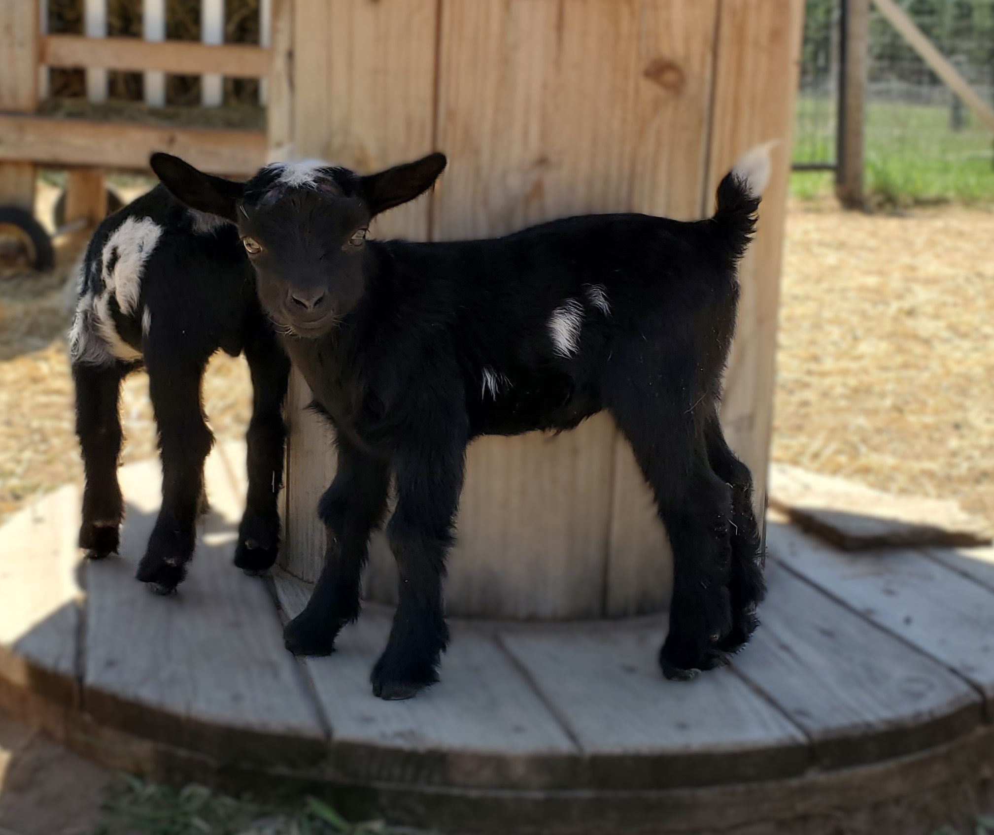 Minnie Organic nigerian dwarf doeling