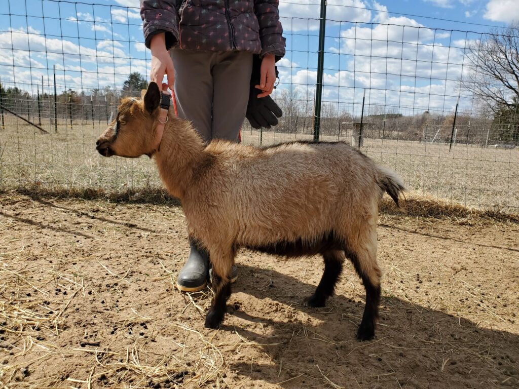 20250326_140325 (1) Organically raised nigerian dwarf goat for milk